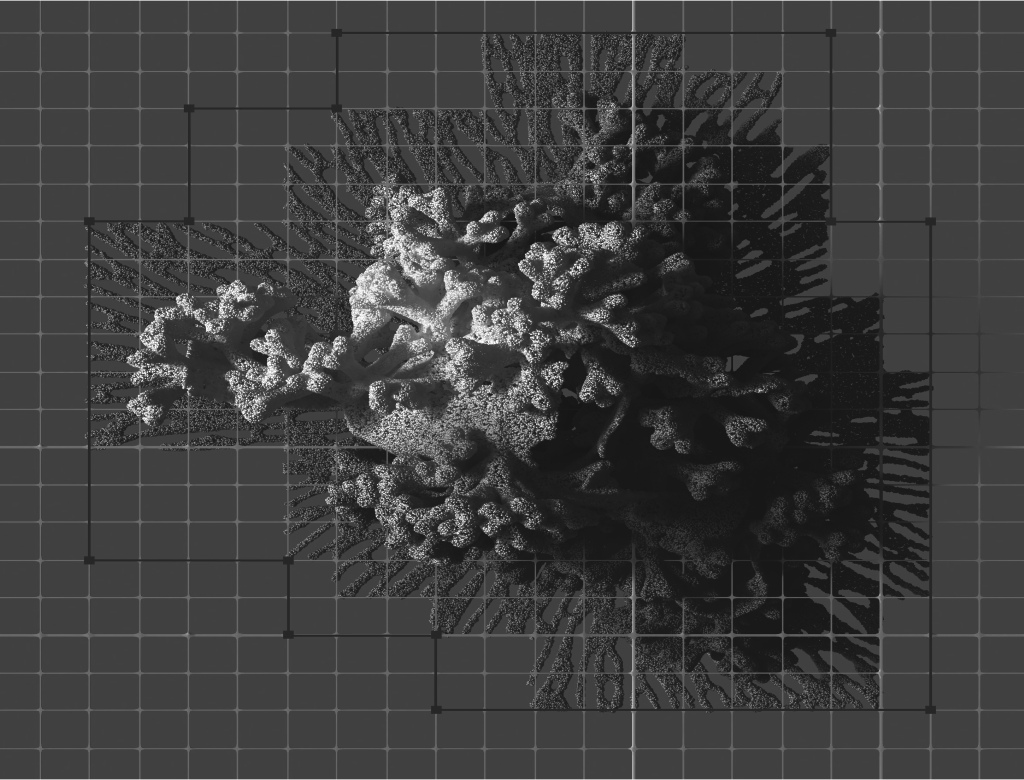 textura de musgo